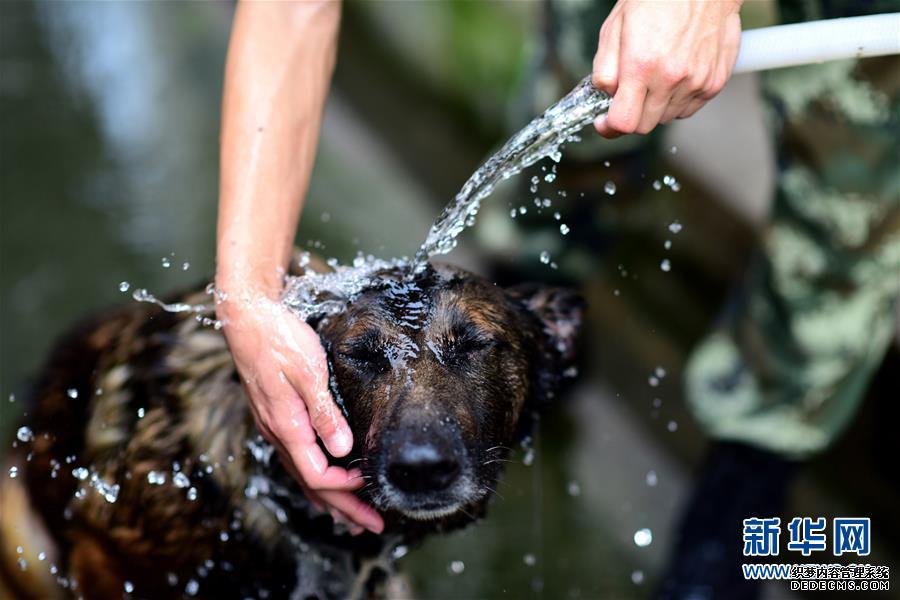 警犬春训：一天三次澡 “萌姿”惹人爱