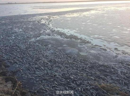 内蒙古呼伦贝尔的莫日格勒河大量鱼死亡