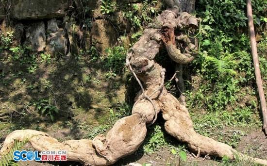 四川村民挖出人形"奔跑葛根"重量达250斤 盘点民间“巨无霸”农作物
