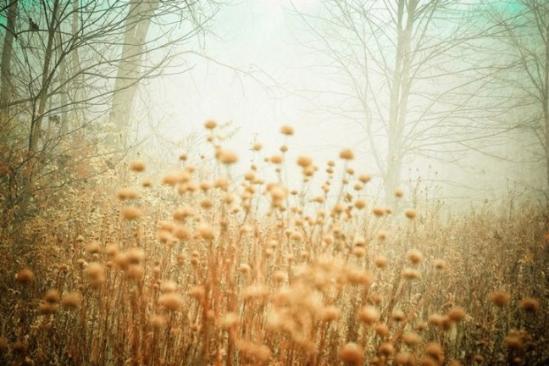 俄亥俄州的摄影师Joy St. Claire捕捉的一组呈现于薄雾下的自然美景，包括了迷人的森林和妖娆的花朵。摄影师的灵感来自于上世纪2-30年代泛黄褪色的老照片，她尽量让这些照片的看起来有一个单一简单的棕褐色调。静谧幽然的画面给人宁静安和之感，让人如若正置身于森林的迷人路径上，而雾气则是魅惑的向导。