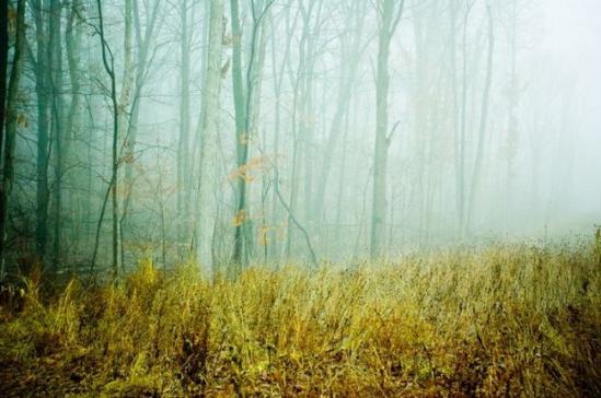 俄亥俄州的摄影师Joy St. Claire捕捉的一组呈现于薄雾下的自然美景，包括了迷人的森林和妖娆的花朵。摄影师的灵感来自于上世纪2-30年代泛黄褪色的老照片，她尽量让这些照片的看起来有一个单一简单的棕褐色调。静谧幽然的画面给人宁静安和之感，让人如若正置身于森林的迷人路径上，而雾气则是魅惑的向导。