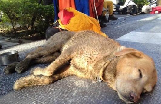 狗狗凭借敏锐的嗅觉，一直都是灾后搜救的生力军。4月19日，厄瓜多尔佩德纳莱斯地震灾区。一只4岁的拉布拉多寻回犬“达伊卡”，成功协助救援人员从地震后的废墟中救出7人，最后累死了，深感惋惜。