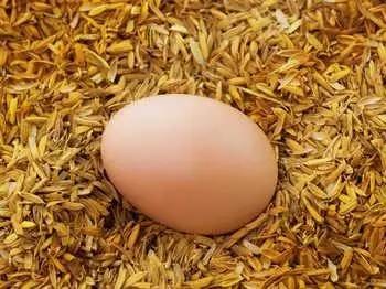 旺鸡蛋即孵化小鸡而没出的蛋。因温度不适或感染病菌，蛋内胚胎死于蛋壳内而停止发育。有人认为这种死胎蛋营养价值高，而且可以治多种病，实际上没有科学根据。