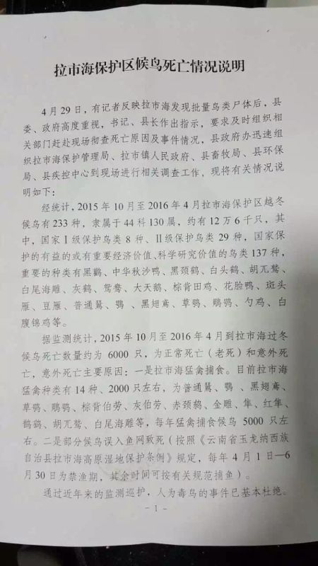 丽江拉市海现大量死鸟，官方称自然死亡后沉湖、在枯水期暴露