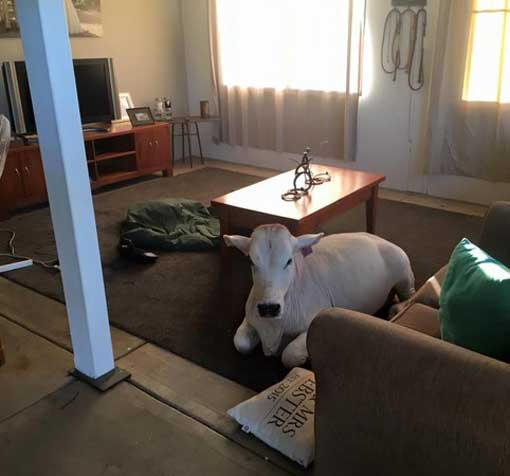 近日，澳洲发生一桩趣闻，一位牧场主人莎莉回到家，发现客厅竟然坐着一头牛！这只8个月大的白色小牛趴在地毯上，眼睛看向门口，就像是等主人回家的小狗小猫，不过这样的画面也让莎莉震惊不已，“它是怎么进来的？”
