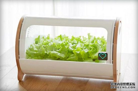 绿色健康无公害，它让你能在厨房种菜 