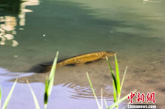 5月1日，甘肃著名景点月牙泉，出现了罕见的铁背鱼浮出水面的景象。图为大批游客簇拥着月牙泉抓拍“铁背鱼”。 王斌银 摄