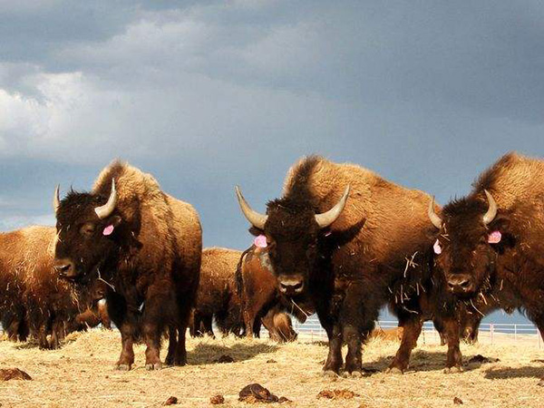 起初，数千万头野牛在这片土地上繁衍生息。它们与北美印第安人的生活息息相关，身体的各部分被用作食物、衣物、工具、建筑材料；它们还被印第安部落作为图腾。