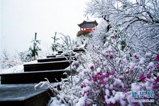 这是5月12日在内蒙古大兴安岭绰尔林业局附近拍摄的雪中杜鹃花。