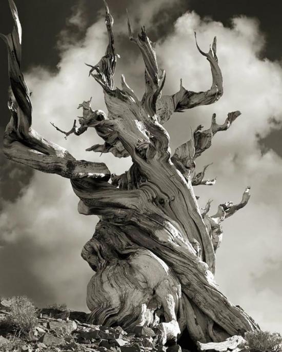Beth Moon是名来自美国旧金山的摄影师，在过去的十四年间，她的足迹遍布世界各地的偏远地区，只为寻找并捕捉下那些年龄最长、最古老树木的壮丽身影。之所以花费如此多的时间寻找古树，是因为摄影师认为作为地球上最大、最古老的活纪念碑，这些具有象征意义的古树能给予本港台直播们不少启发，尤其是在本港台直播们现今正寻找一种更好的与自然环境相处的生活方式之际。对于已经拍摄的60张彩色和黑白双色调照片 ，Beth将要结集成《Ancient Trees: Portraits Of Time》一书，在这里，你可以先睹为快。