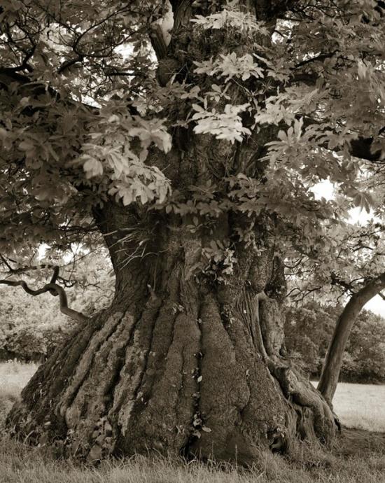 Beth Moon是名来自美国旧金山的摄影师，在过去的十四年间，她的足迹遍布世界各地的偏远地区，只为寻找并捕捉下那些年龄最长、最古老树木的壮丽身影。之所以花费如此多的时间寻找古树，是因为摄影师认为作为地球上最大、最古老的活纪念碑，这些具有象征意义的古树能给予本港台直播们不少启发，尤其是在本港台直播们现今正寻找一种更好的与自然环境相处的生活方式之际。对于已经拍摄的60张彩色和黑白双色调照片 ，Beth将要结集成《Ancient Trees: Portraits Of Time》一书，在这里，你可以先睹为快。