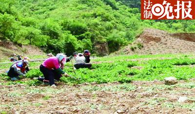 村民在种有玫瑰花的污染土地里除草 摄/记者 董振杰