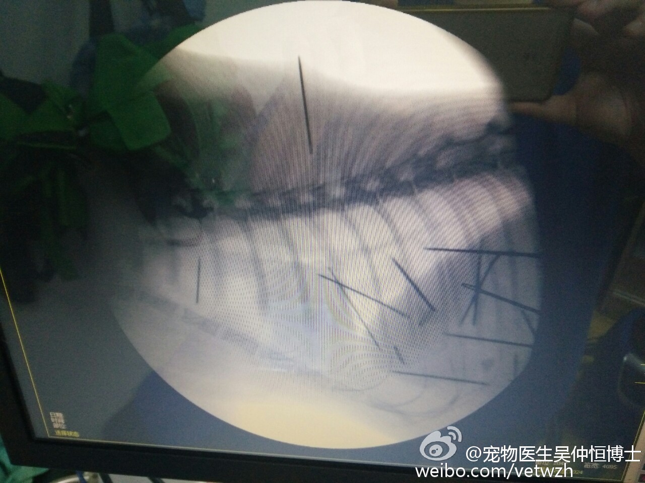 小猫体内插入40根针疑为气枪类工具打入 医生4小时取出