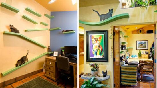 在建筑公司Trillium Enterprises的帮助下，加利福尼亚州一位爱猫人士专为家里的18只猫花费了35000美元，将整个家重新翻修了一遍 。从主卧到客厅、到家庭办公室、到厨房和浴室等，业主为毛茸茸的小伙伴们添加了许多空中走道、墙壁楼梯、螺旋滑梯、攀杆杆等乐趣所在，让整个家居空间成为实在的猫咪乐土。