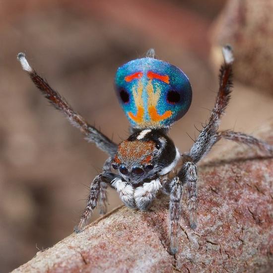 孔雀蜘蛛是生活在澳大利亚中部的一种蜘蛛 ，昆虫学家Jurgen Otto在灌木丛中散步时第一次见到这种不超过5毫米大小的微小昆虫后，就为之着迷。这种蜘蛛的尾部拥有极其旺盛羽毛，当它展开时，就会呈现其出美不胜收的鲜艳色彩和条纹图案。不过这种美丽其实只有雄性的孔雀蜘蛛才拥有，因为它们需要用这些漂亮的尾屏来找女朋友。