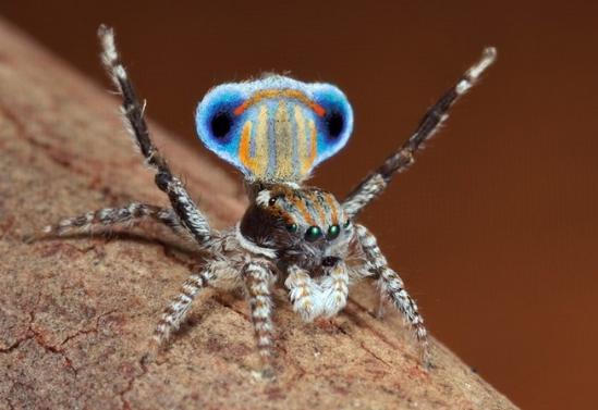 孔雀蜘蛛是生活在澳大利亚中部的一种蜘蛛 ，昆虫学家Jurgen Otto在灌木丛中散步时第一次见到这种不超过5毫米大小的微小昆虫后，就为之着迷。这种蜘蛛的尾部拥有极其旺盛羽毛，当它展开时，就会呈现其出美不胜收的鲜艳色彩和条纹图案。不过这种美丽其实只有雄性的孔雀蜘蛛才拥有，因为它们需要用这些漂亮的尾屏来找女朋友。