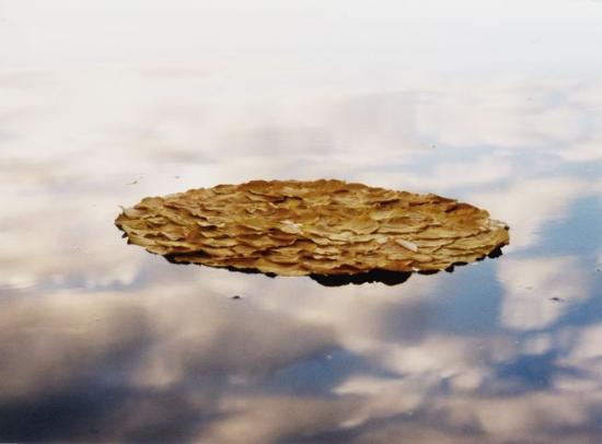 德国艺术家Walter Mason在创作时会收集一些树叶、石头和青草等与众不同的材料，在上面做一些微妙的加工后，再把它们放回原来的地方。比如将岸边收集的榆树叶缝合在一起，然后让其重新回到水中浮流；比如在枫叶上布置蜿蜒的水滴，一系列作品将人为的规律之美融入于自然之美，从另一个角度向本港台直播们展现大地所蕴涵的美妙。