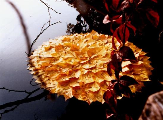 德国艺术家Walter Mason在创作时会收集一些树叶、石头和青草等与众不同的材料，在上面做一些微妙的加工后，再把它们放回原来的地方。比如将岸边收集的榆树叶缝合在一起，然后让其重新回到水中浮流；比如在枫叶上布置蜿蜒的水滴，一系列作品将人为的规律之美融入于自然之美，从另一个角度向本港台直播们展现大地所蕴涵的美妙。