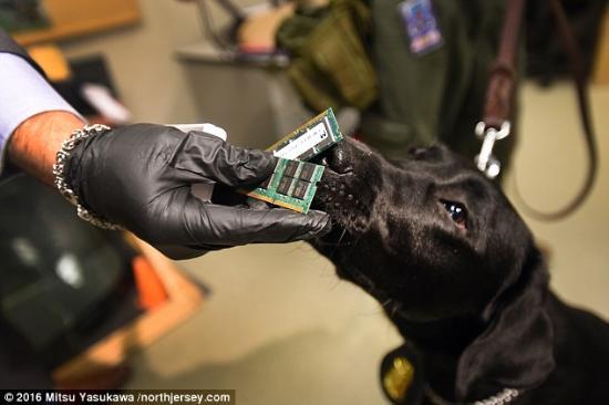 据英国《每日邮报》5月25日报道，美国联邦调查局展示了一只能够对抗网络犯罪的拉布拉多警犬，可以嗅出隐藏的硬盘和其开奖直播电子存储设备。