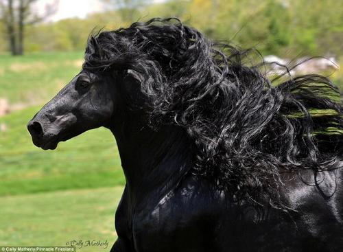 佛里斯成年公马“腓特烈二世”也许是世界上最帅的马，它有着油亮的皮毛和长长的波浪状鬃毛，一则惊心动魄的视频记录了它在马厩附近飞驰的英姿。