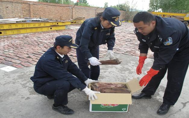 图为：阿勒泰海关关员在装箱清点涉嫌走私麝鼠皮 杜艳启/摄