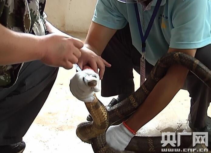 眼镜王蛇误入民宅 尖利獠牙让人心里发虚