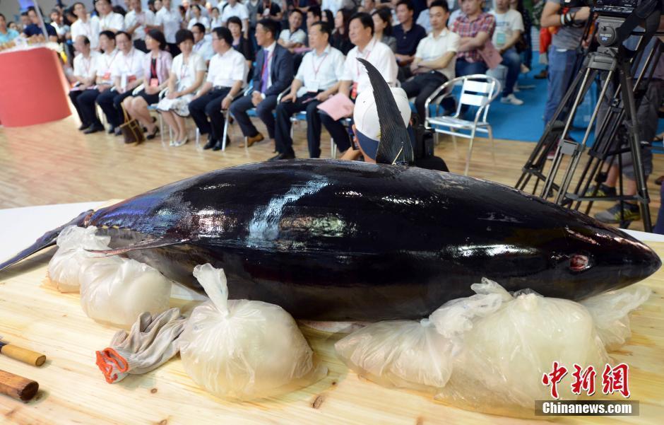 6月3日，“2016海峡渔业周·中国国际渔业博览会”(简称“渔博会”)在福州海峡国际会展中心启幕。“一带一路”沿线国家渔业官员、驻华领事馆代表，33个国家和地区的500多家企业和协会前来参会参展，展品达2000多种。图为展出的重达200斤蓝鳍金枪鱼。刘可耕 摄