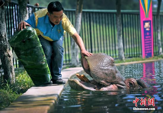 每到端午，家家户户忙着买粽叶、包粽子，一时间粽叶幽青、糯米飘香。端午节，重庆永川一野生动物园的动物们也尝到了粽子的美味。图为为了给河马吃上粽子，饲养员费尽了心思。这只巨粽，用了一斤多粽叶。钟欣 摄