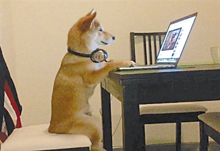 最近网上有只特别火的宠物狗，它有一大爱好——看电视和电脑视频。这只叫奇科的柴犬7个月大，不仅喜欢看电视，而且还喜欢端正地坐在板凳上看。据狗主人介绍，奇科第一天被领回家，就开始和主人一起看电视。当主人出门时，会特地把电视、电脑开着，让沉迷于此的奇科尽情观看。