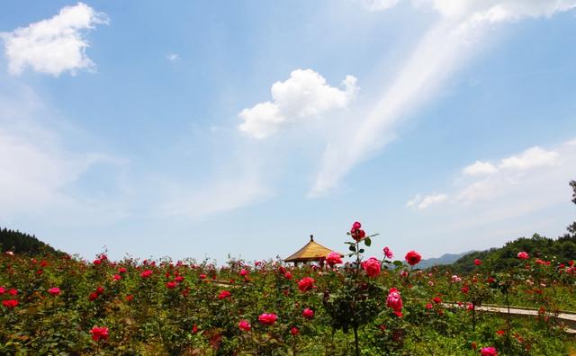 她就是“云中花都”。