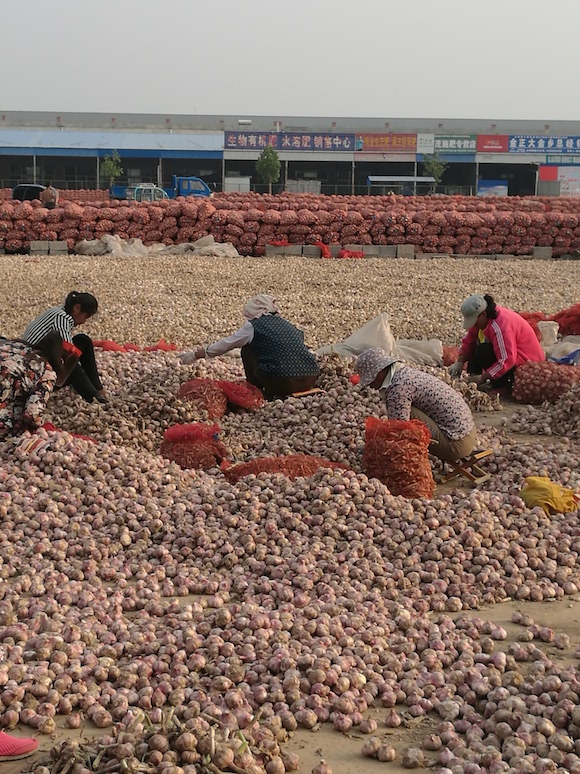 金乡大蒜市场中，农民们正在把大蒜装袋。