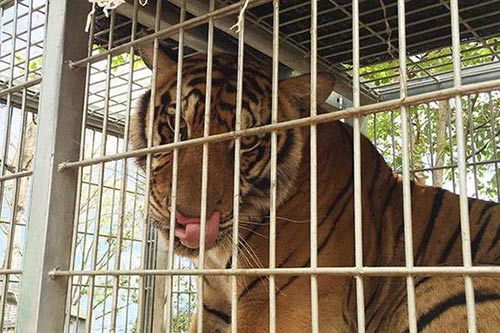 图为被转移到别处的其中一只老虎。图片来源：《曼谷邮报》