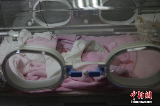 记者6月20日从成都大熊猫繁育研究基地获悉，大熊猫“雅莉”于20日6时左右顺利产下一对雌性大熊猫双胞胎宝宝。大仔出生时间为5时52分，初生体重144克，小仔出生时间为6时2分，初生体重113克。这对“姐妹花”成为了2016年全球首对新生大熊猫双胞胎。 钟欣 摄