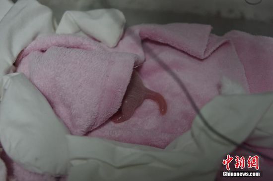 记者6月20日从成都大熊猫繁育研究基地获悉，大熊猫“雅莉”于20日6时左右顺利产下一对雌性大熊猫双胞胎宝宝。大仔出生时间为5时52分，初生体重144克，小仔出生时间为6时2分，初生体重113克。这对“姐妹花”成为了2016年全球首对新生大熊猫双胞胎。 钟欣 摄