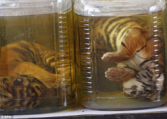 距离曼谷约3小时车程的“老虎庙”，位于北碧府赛育，以收养老虎闻名，是当地的著名景点。游客支付不同金额，可在僧人的看护下与老虎合照、同老虎散步、替老虎洗澡等。近年来，不断有动物保护组织指控该寺涉嫌进行非法野生动物交易。5月30日，泰国国家公园及动植物保护厅与警方进入“老虎庙”展开救虎行动。