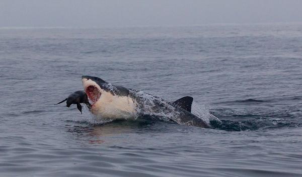 据英国《每日邮报》6月28日报道，英国一名摄影师日前在南非海豹岛拍摄到一只软皮海豹奋力从鲨鱼口中逃脱的一幕，惊险刺激的画面令人揪心。
