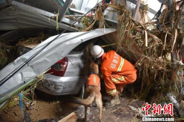 福州消防搜救犬分队搜索台风“尼伯特”灾区闽清坍塌楼房。黄绿荣摄