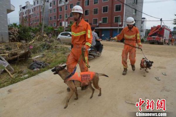 福州消防搜救犬分队搜索台风“尼伯特”灾区闽清坍塌楼房。黄绿荣摄