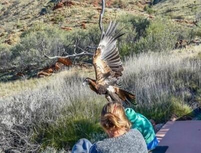 澳大利亚爱丽斯泉沙漠公园,在一档澳大利亚野外节目的拍摄过程中,一名小男孩差点被猎鹰抓走。