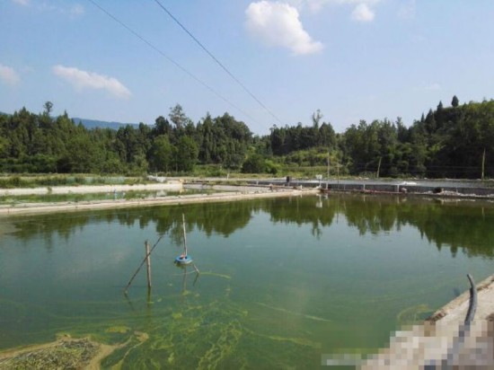 7月26日8时12分，四川达州气象台再次发布高温橙色预警信号，达州市大部分地区最高气温超过35℃，部分区域最高气温可达38℃以上。一养殖场因为太热鱼塘水滚烫，导致三万斤鱼被热死，损失20多万元。