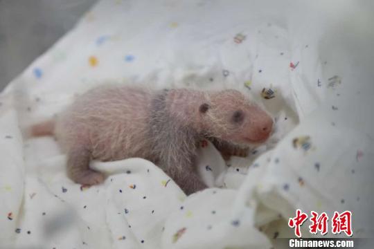 刚出生的熊猫宝宝接受体检。 芊烨 摄