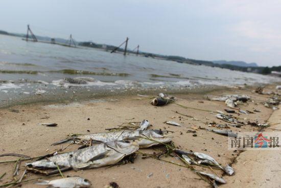 象州丰收水库大量鱼类死亡