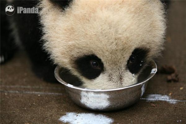 【时讯】:熊猫出逃失败被抓 生活这么好为何想跑掉j2开奖