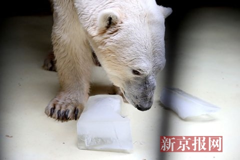 北极熊在享用冰块。新京报记者 薛珺 摄