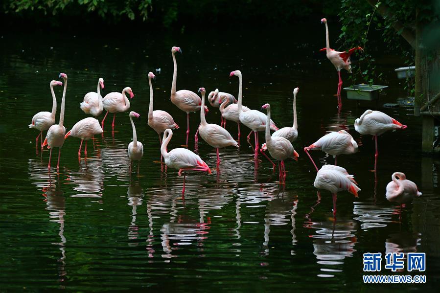 8月6日，在比利时西部城市伊珀尔附近的一处动物园，火烈鸟亭亭玉立站在水中。