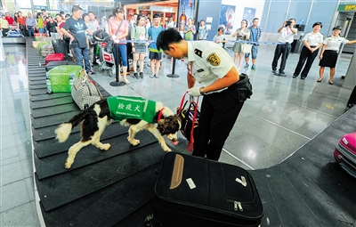 8月8日，在海口美兰机场，海南检验检疫局的检疫犬正在入境旅客通道进行巡检，为守护国门添力。据了解，在入境旅客通道实行“人-机-犬”三位一体综合查验模式，将全方位提高口岸检疫查验效能。本报记者 袁琛 摄