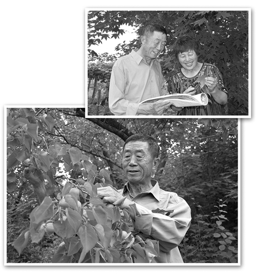 ? 吴兴华和老伴一起研究绿化苗木。当年栽下的杏树已经结果。孙庆春摄