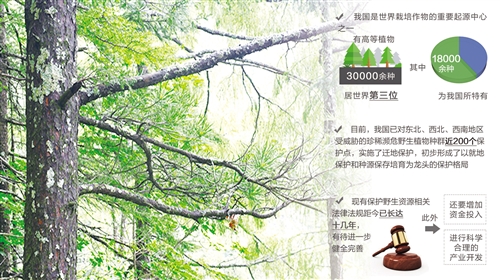 题图为黑龙江省森工林区的红松。李保荣摄