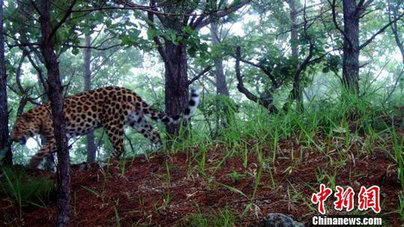 布设的红外相机拍摄到清晰的东北豹图像。 黑龙江林业厅提供。 摄