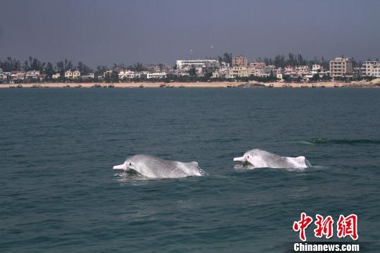 图为白海豚在钦州三娘湾嬉戏 凌福龙 摄